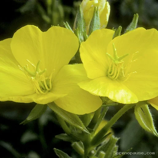 Fleurs jaunes d'onagre utilisées pour extraire l'huile riche en oméga-6