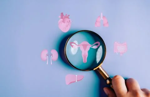 Illustration scientifique de la réserve ovarienne et des follicules